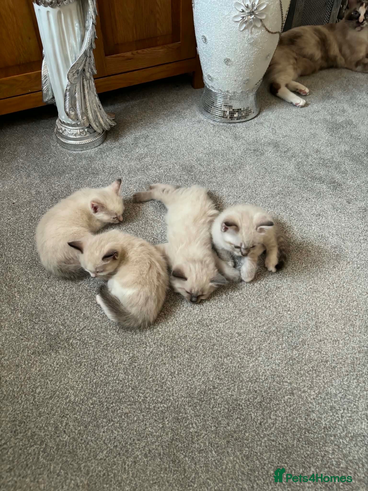 Mixed Breed cats Beautiful ragdoll x kittens - Advert 5
