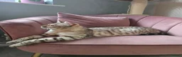 Bengal cats for sale: 🌟 Stunning pure bengal snow kittens 🎉 - Advert 14