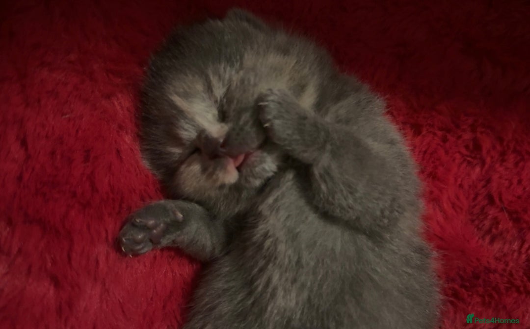 British Shorthair cats for sale: BSH KITTENS FOR SALE (price negotiable) - Advert 1