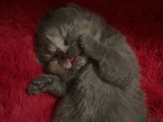 British Shorthair cats BSH KITTENS FOR SALE (price negotiable) - Advert 3