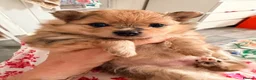 Pomeranian dogs for sale: Teddy bear Pomeranian puppies  - Advert 14