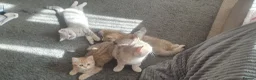 British Shorthair cats for sale: British Shorthair Blue & Black Gold Spotted Tabby  - Advert 4