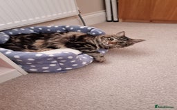 Maine Coon cats for sale: Maincoon cross domestic long hair, 11 months old - Image 5