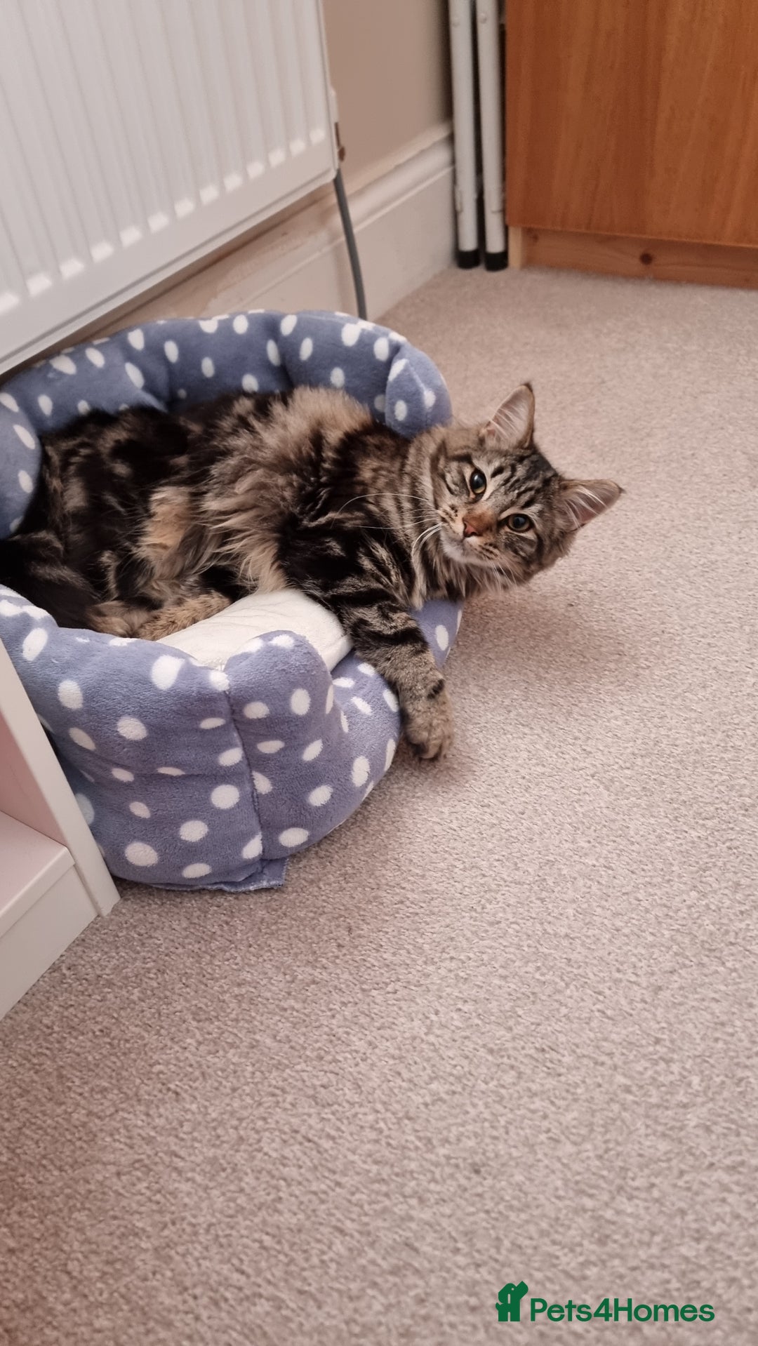 Maine Coon cats for sale: Maincoon cross domestic long hair, 11 months old - Image 5