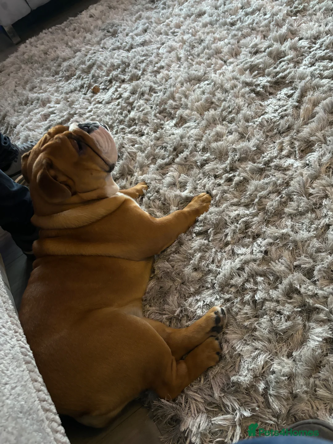 English Bulldog dogs for sale: Beautiful puppy boy available  - Advert 1