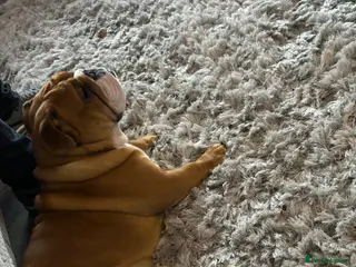 English Bulldog dogs Beautiful puppy boy available - Advert 2