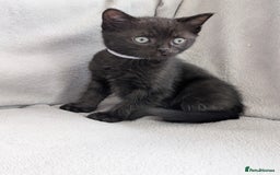 Ragdoll cats for sale: Black male Ragdoll x kitten  - Image 3