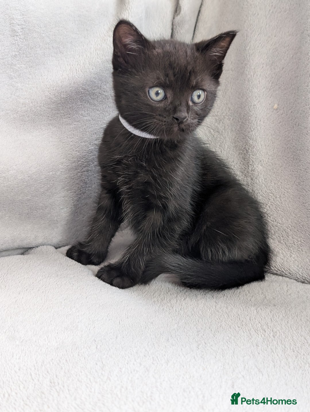 Ragdoll cats for sale: Black male Ragdoll x kitten  - Image 3