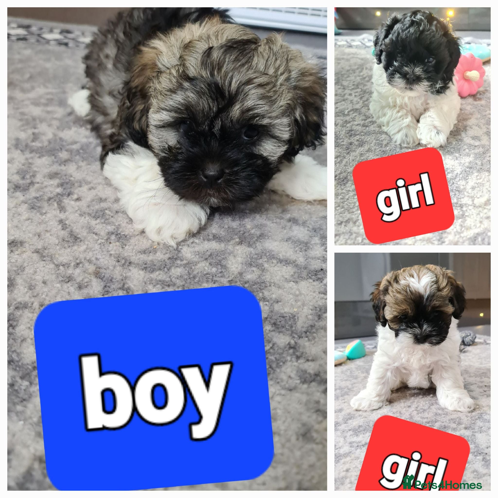 Shihpoo dogs Stunning shihpoo puppies - Advert 17