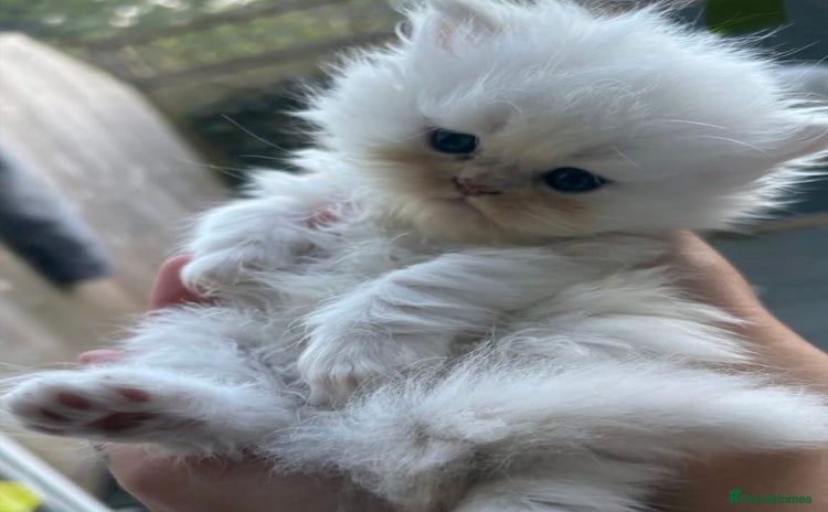 Persian cats - Advert 1