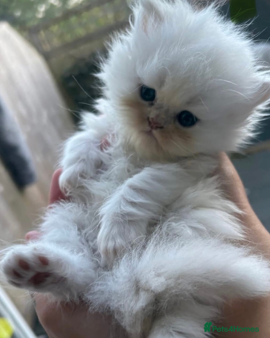 Persian cats for sale: Chinchilla Persian kittens  - Image 1