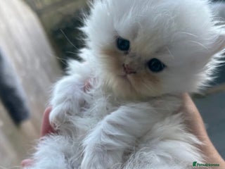 Persian cats - Advert 6