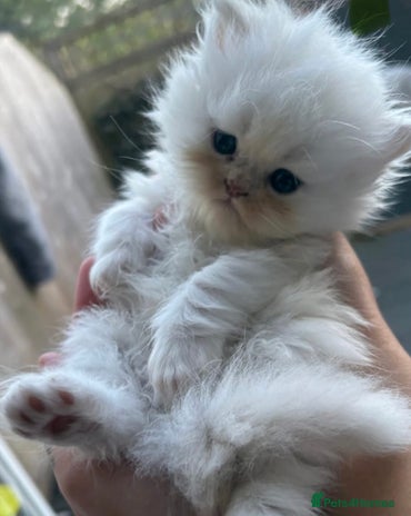 Persian cats - Advert 14
