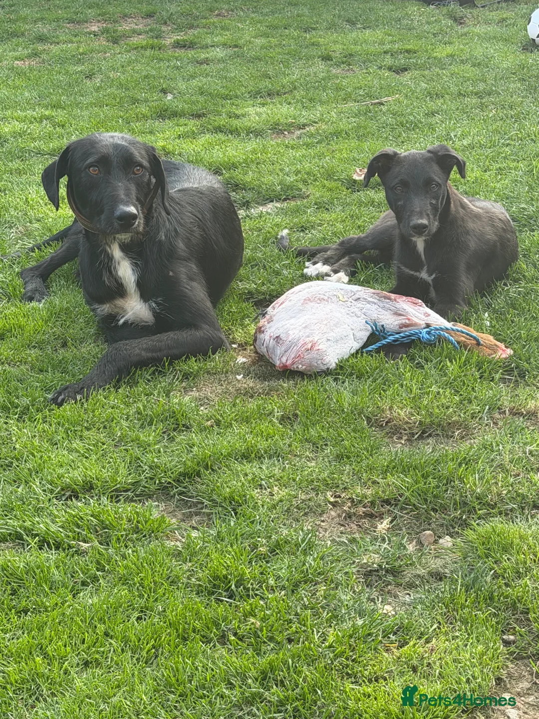 Mixed Breed dogs for sale: Deerhound x coile greyhound - Advert 2