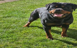 Rottweiler dogs for sale: Rottweiler  - Image 10