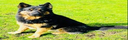 German Shepherd dogs for stud: German Shepherd Stud Long Coat straight back in Slough - Advert 7