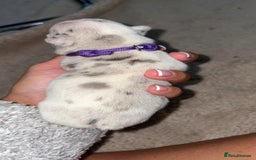 French Bulldog dogs for sale: French bulldog puppies  - Image 6