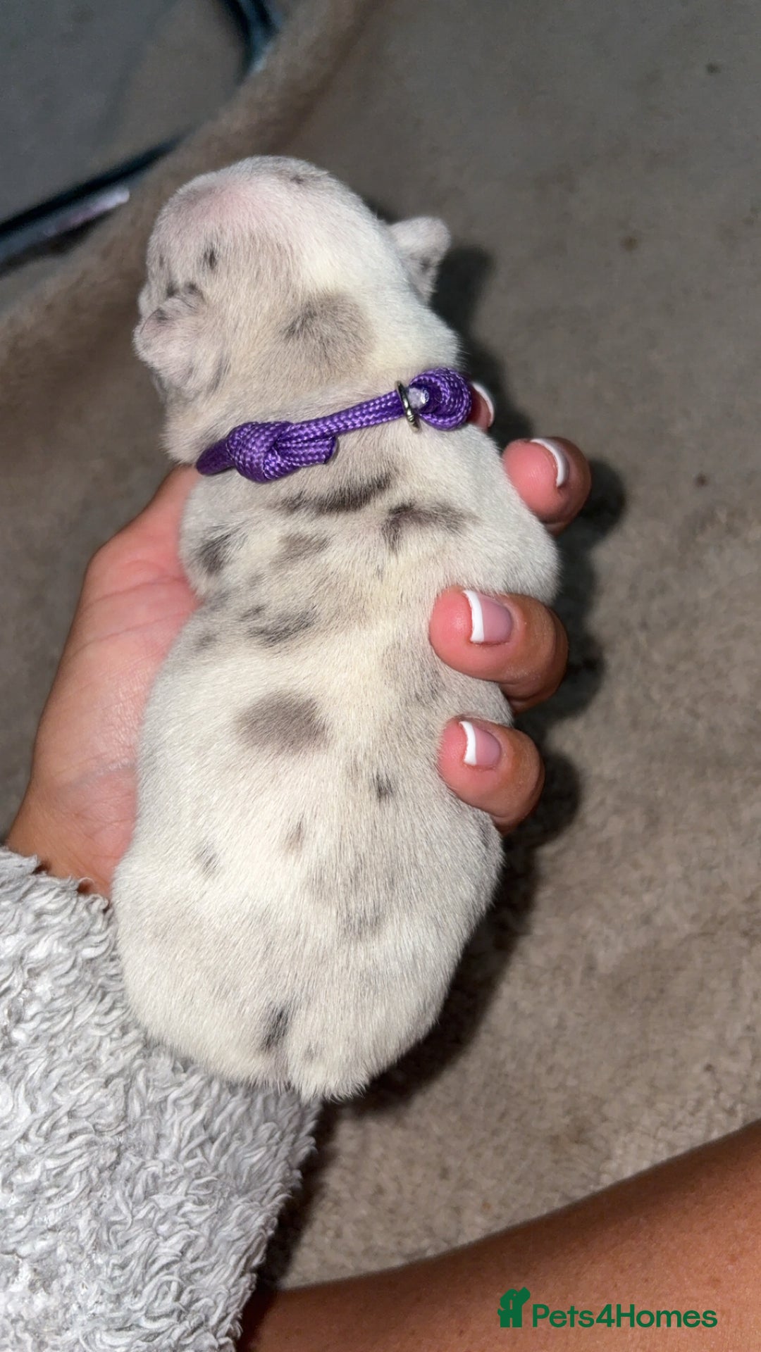 French Bulldog dogs for sale: French bulldog puppies  - Image 6