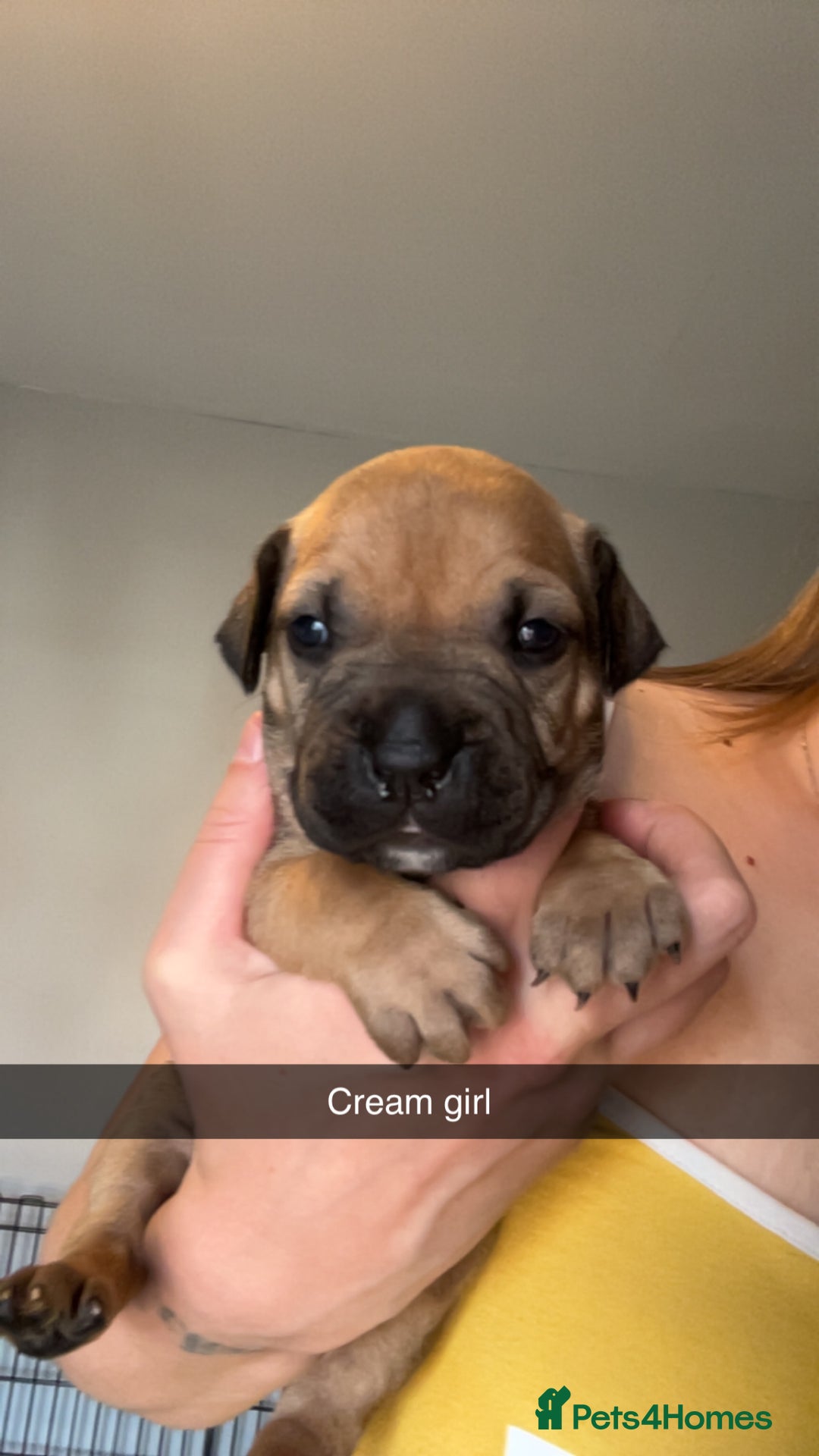 American Bully dogs for sale: American bully puppies - Image 8