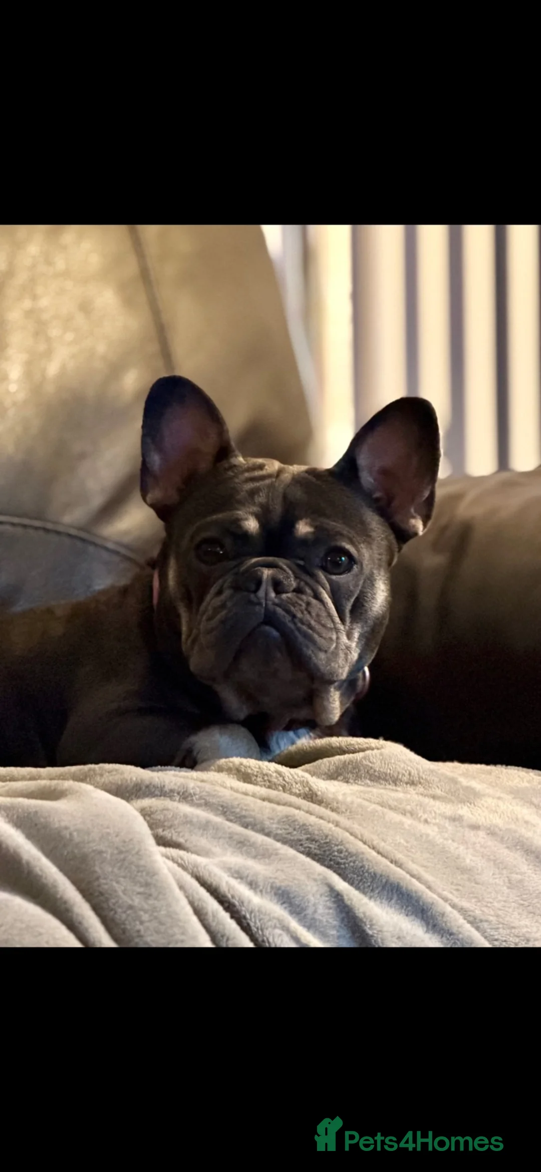 French Bulldog dogs for sale: Pippin and Star - Advert 8