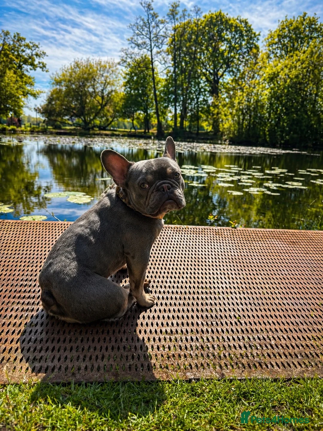 French Bulldog dogs for sale: Prince the frenchie  - Advert 1