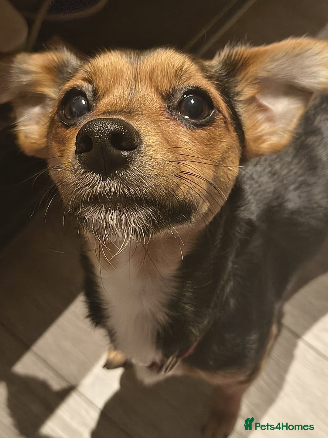 Jack Russell dogs for sale: Puppy  - Advert 7