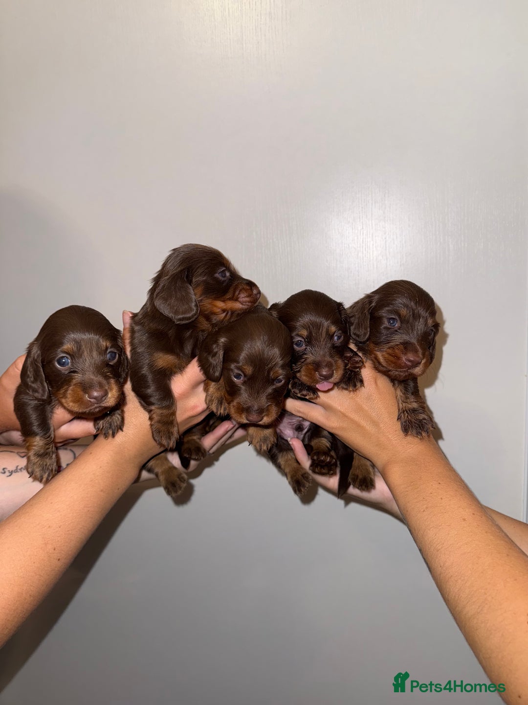 Miniature Dachshund dogs for sale: Long haired Miniature Dachshund - Image 10
