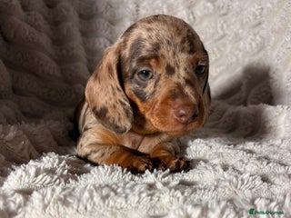 Dachshund dogs 7 beautiful dachshund pups - Advert 16