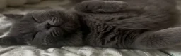 British Shorthair cats for sale: gccf Purring machine CHAMPION blood - Advert 17