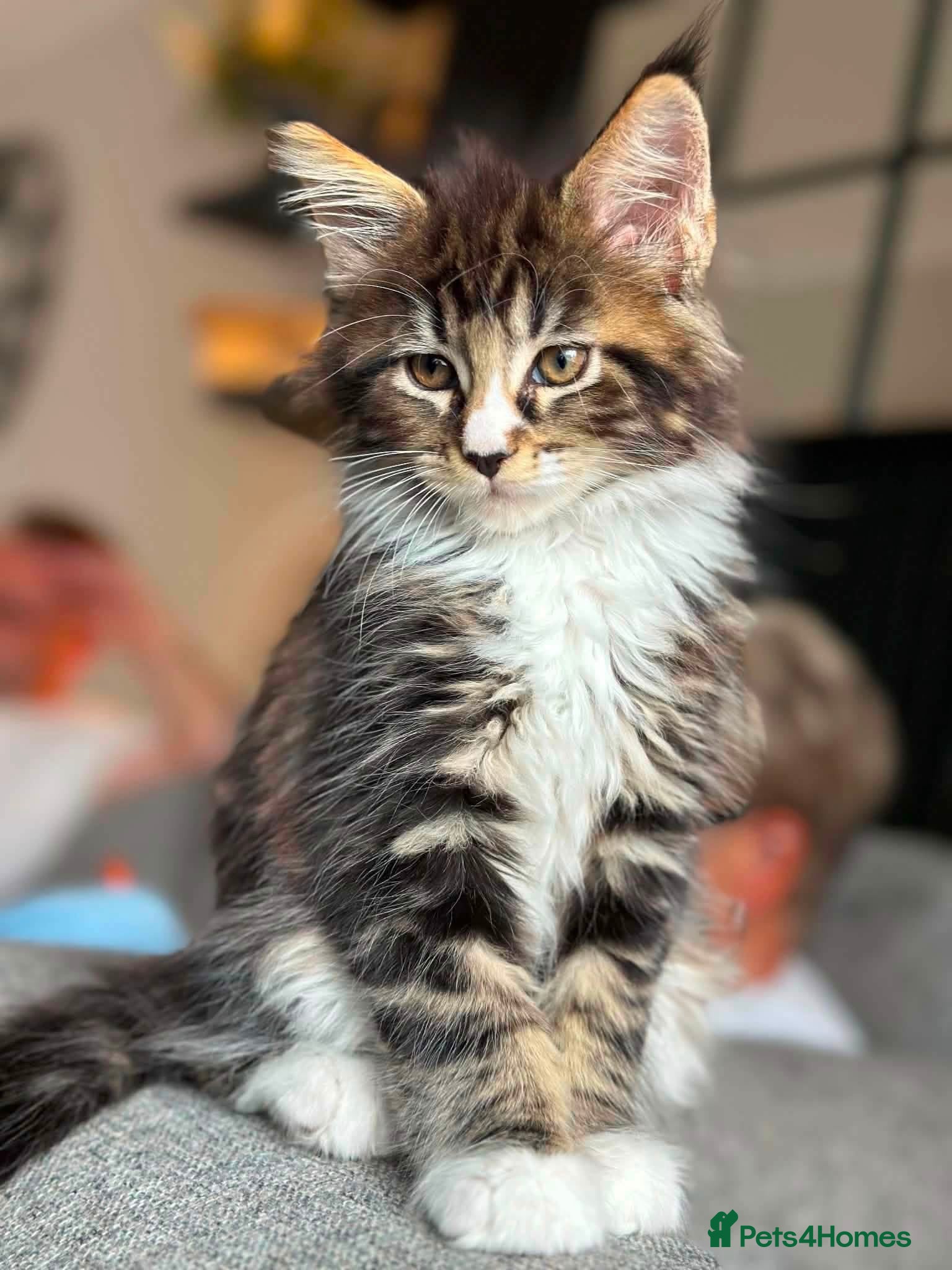Maine Coon cats Gorgeous boy ready to leave  - Advert 3