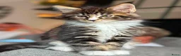 Maine Coon cats for sale: Gorgeous boy ready to leave  - Advert 1