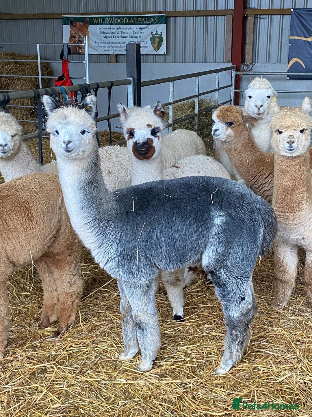 Gallery Image {{count}}