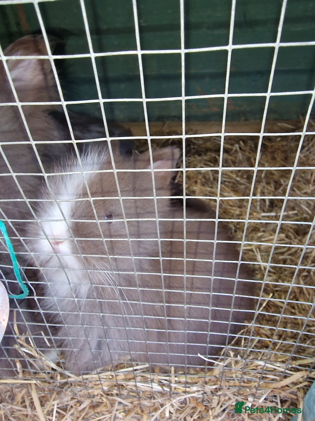 Lionhead rabbits for sale: Beautiful purebred lionheads  available  - Image 15