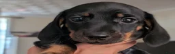 Miniature Dachshund dogs for sale: Miniature dachshund babies  - Advert 13