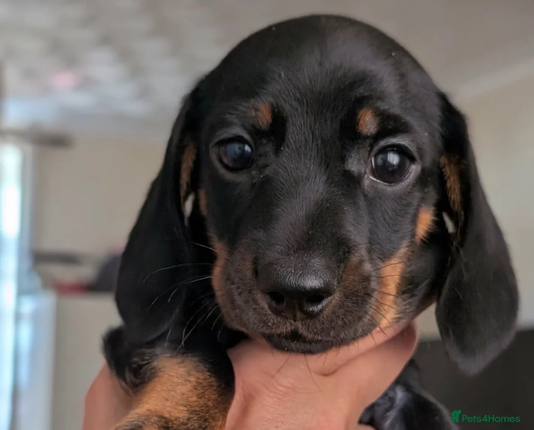 Miniature Dachshund dogs for sale: Miniature dachshund babies  - Advert 13