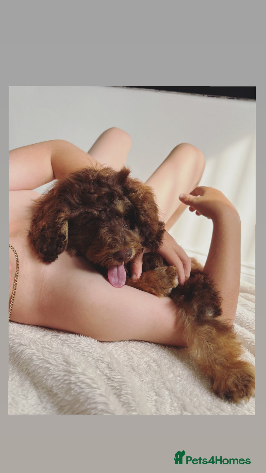 Cockapoo dogs for sale: Quality health tested miniature cockapoo girl! - Image 4