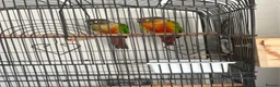 Conures birds for sale: Green cheek conures  - Advert 1