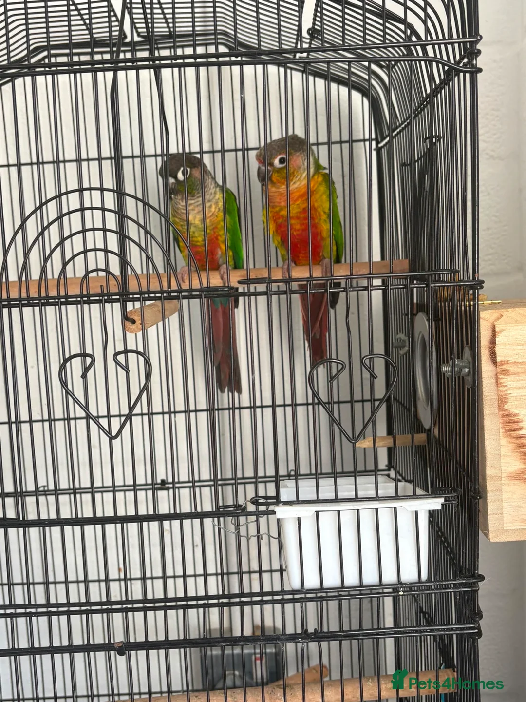 Conures birds for sale: Green cheek conures  - Advert 1