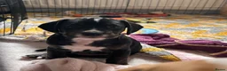 Mixed Breed dogs for sale: Beautiful Spaniel Puppies in Washington - Advert 5