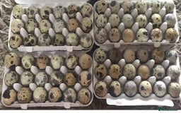 Quail poultry for sale: QUAIL HATCHING EGGS/1ST SEPTEMBER ! - Image 3
