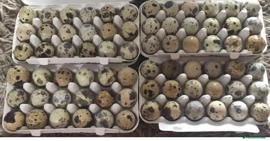 Quail poultry for sale: QUAIL HATCHING EGGS/1ST SEPTEMBER ! - Image 3