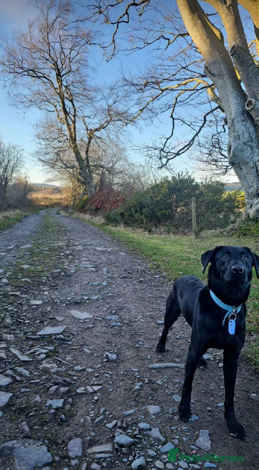 Labrador Retriever dogs for sale: 19Month Old KC Reg Trained Labrador Retriever Male - Advert 2