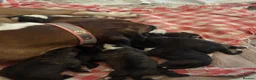 Boxer dogs for sale: KC Registered Boxer Puppies - health tested - Advert 23