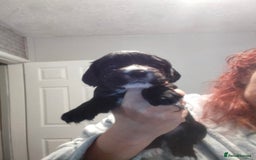 Cocker Spaniel dogs for sale: 7 beautiful cocker spaniels  - Image 29