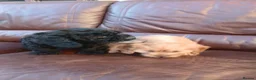 Cavapoo dogs for sale: Cavapoo  in Manchester - Advert 5