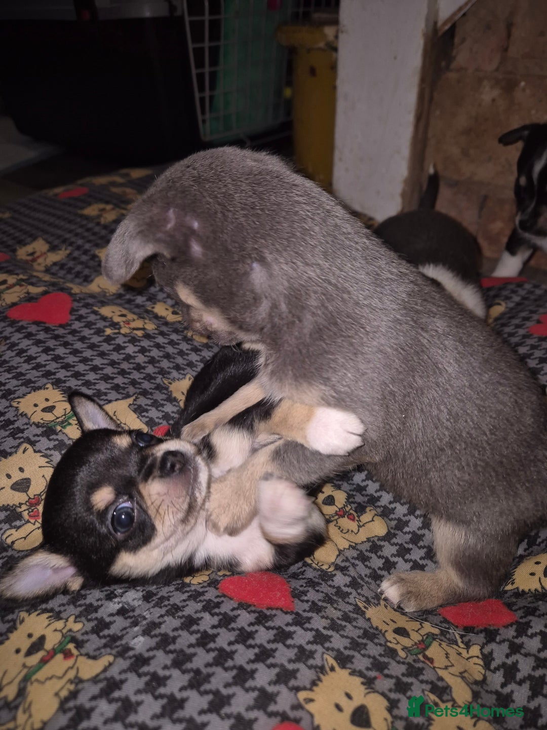 Chihuahua dogs for sale: Beautiful chihuahua puppies  - Advert 13