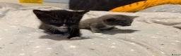 Mixed Breed cats for sale: X2 kittens looking for homes in Aylesbury - Advert 5