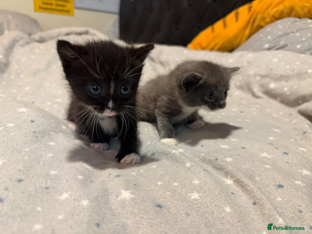 Mixed Breed cats for sale: X2 kittens looking for homes in Aylesbury - Advert 5