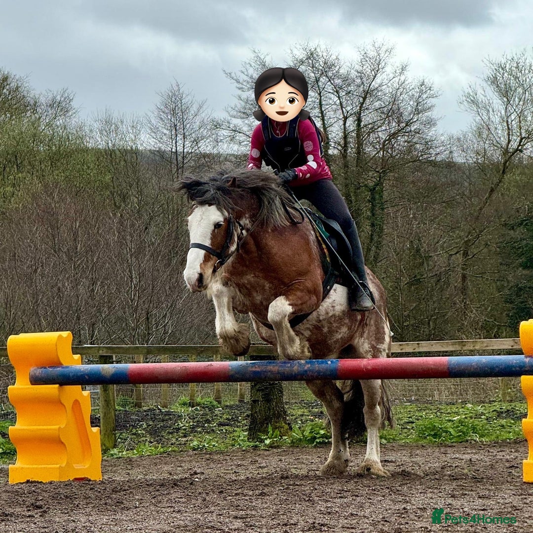 Riding pony horses for sale: 13.3hh Blagdon super cob for sale  - Advert 6