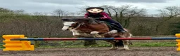 Riding pony horses for sale: 13.3hh Blagdon super cob for sale  - Advert 6